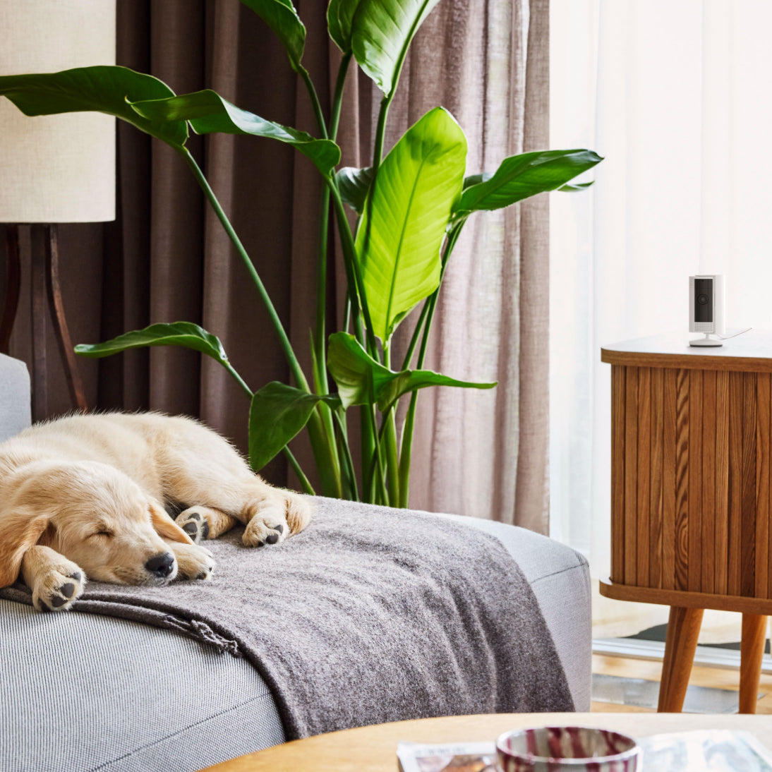 Ring Indoor Cam 1080p HD Home Monitoring You Can Trust